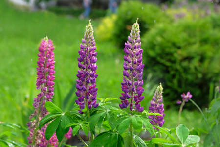 Purple and pink lupin flowers blooming with a drops of rain. Spring background of nature. Blooming garden in springtime.の写真素材