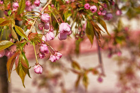 Sakura is blooming in city, close up. Pink gentle flowers buds is growing in Japan. Landscaping and...