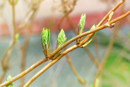 Tree branch with buds background in springtime. Nature and blooming in spring time. Bokeh light background.の写真素材