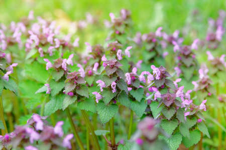Wild meadow in spring. Melissa with pink flowers growing in a clearing in forest on a sunny day.
