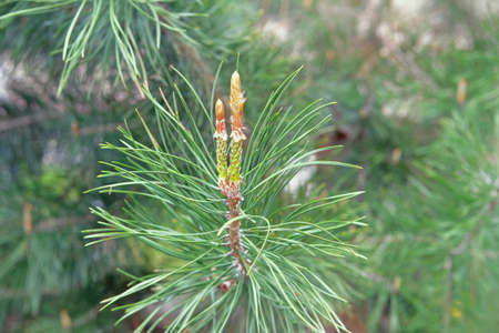Green fresh fir branch with cones in forest on blurred background. Medicinal plant with source of...