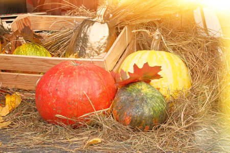 Fall at country house. Seasonal decorations with pumpkins and flowers. Autumn harvest at farm.の写真素材