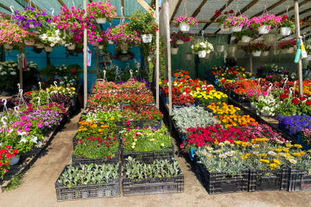 Variety blooming flowers in local market for decorating the local area. Decorative petunia and other plants are for sale. Garden shop with flowers. Flowers delivery.の写真素材