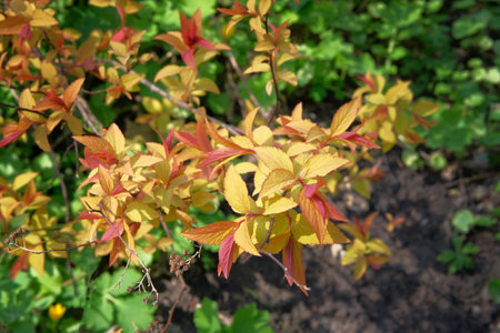 Golden Carpet, details of a yellow leaves plant. Close up on a yellow leaves deciduous shrub. Bright...