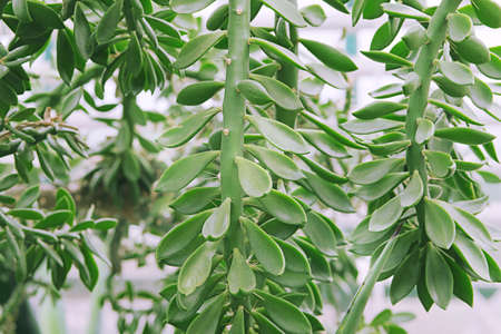 Outdoor with green succulent plant  in landscape design, money tree. Succulents in gardening, close up.の写真素材