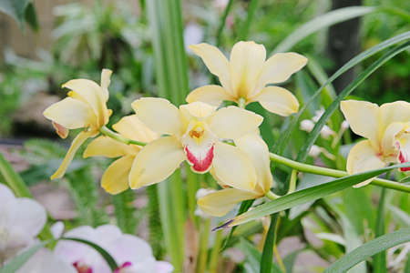 Yellow orchids and other houseplants in pots in garden shop. Orchids is grow in greeneryhouse.の写真素材
