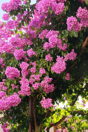 Bougainvillea bush grows next to residential buildings on the coast of Croatia. Summer landscapes in traveling journey, violet blooming flowers.の写真素材