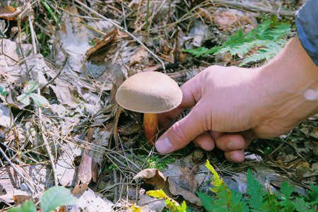 Collect of forest mushrooms. Mushroom with a brown cap in male hand. Nature of sunny autumn forest.の写真素材