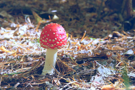 Amanita Muscaria. Red wild poisonous Fly Agaric mushroom in forest in autumn among dry leaves in sunny day.の写真素材