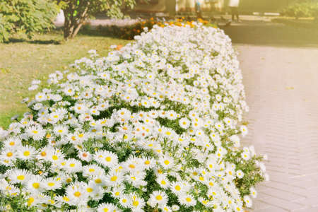 White bright flowers on floral flowerbed. Close up many purple blooming flowers in city on flowerbed.の写真素材
