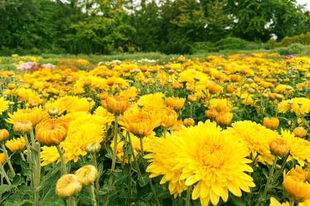 Chrysanthemums wallpaper. Yellow bright picturesque floral background. Opened chrysanthemums and...