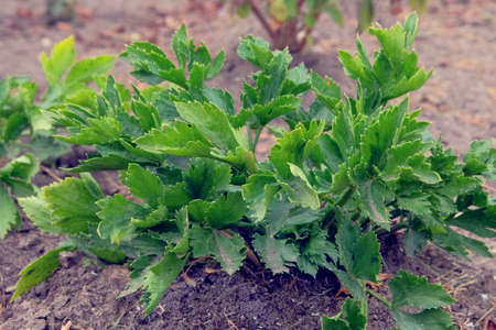 Celery in farming and harvesting. Growing vegetables at home. Open ground flat bed into the farmland.の写真素材