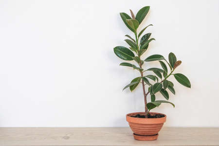 Ficus elastica. Pot with green houseplant for home. Ficus with juicy green leaves in ceramic brown...