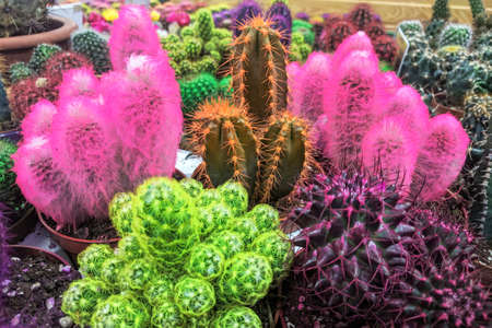 Various multicolored cactus plant with spikes in small pots in garden shop. Cacti sold in greenhouse.の写真素材