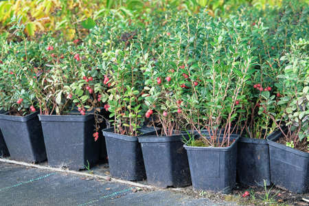 Garden store. Seedlings of barberry in pots in garden store. Nursery of berberis for gardening.の写真素材