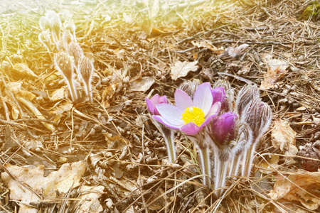 Pulsatilla in wild forest. Purple spring flowers is blooming in sunny spring mountains.