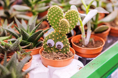 Green cactus plant with spikes and eyes around tree in small pot. Cactus sold in store.