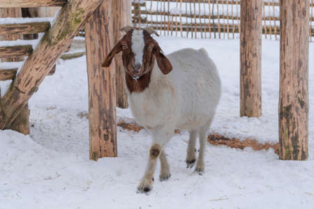White sheep with funny ear is standing on white background. Winter day in rural village. Lamb and ewe farm.の写真素材