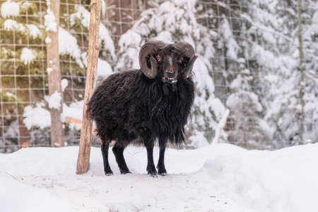 Black goat with big horns is standing on white background and looking at the camera. Winter day in rustic village. Lamb and ewe farm.の写真素材