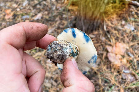 Gyroporus cyanescens. Male hand hold the fresh delicious mushrooms. Nature of autumn forest. Season of mushrooms in forest.の写真素材