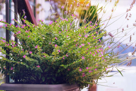 Pink flowers in pots in city on blurred background. City decoration concept.の写真素材