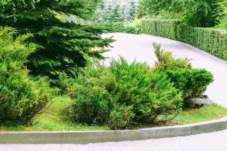 Green bushes. Garden or the park, ornamental plant. Walking in a city with trees all around.の写真素材