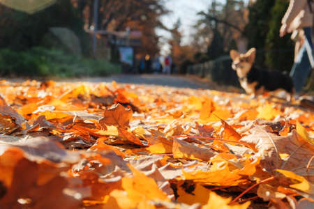 Autumn city park. Young people is walking in park in warm sunny autumn day. Orange fall leaves.