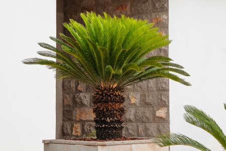 Green palm tree in summer. Cycas Revoluta. Lush green palm leaves in sunny day. Rest, vacation and travel on tropical coast.の写真素材