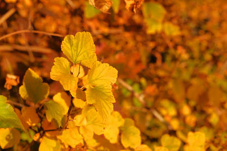 Autumn in forest. Yellow autumn leaves in picturesque fall park. Sunny day, warm weather.の写真素材
