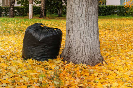 Bag with foliage for recycling. Autumn leaves on the sun. Outdoor. City autumn park. Yellow autumn landscape.の写真素材