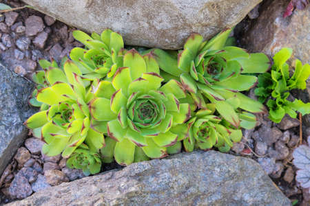 Succulent plant for landscape design in courtyard. Aeonium lindleyi plants. Top view.の写真素材