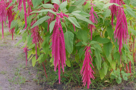 Amaranthus caudatus of crimson color.  Red flowers in organic garden with blurred effect background.の写真素材