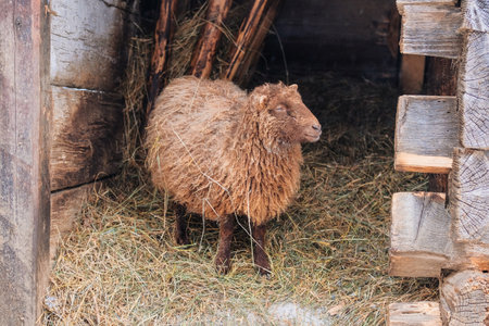 Goat with big horns is standing on white background and looking at the camera. Winter day in rustic village. Lamb and ewe farm.の写真素材