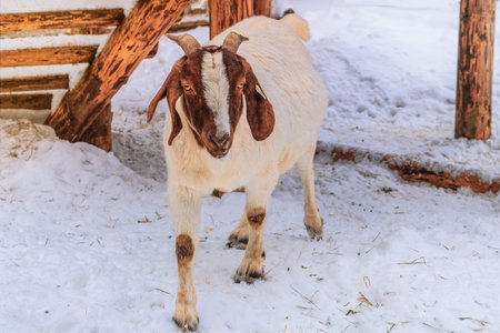 Sheep with funny ear is standing on white background and looking at the camera. Winter day in rustic village. Ewe and lamb farm.の写真素材