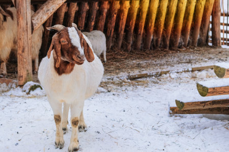 Sheep with funny ear is standing on white background and looking at the camera. Winter day in village. Lamb and ewe farm.の写真素材