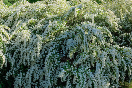 Bird cherry flowers. Flowering shrubin garden. Landscape and romantic decorative bush. Flowers...