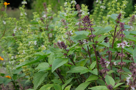 Ocimum basilicum. Gentle summer flowers on blurred background of green grass. Ocimum basilicum of violet color.の写真素材