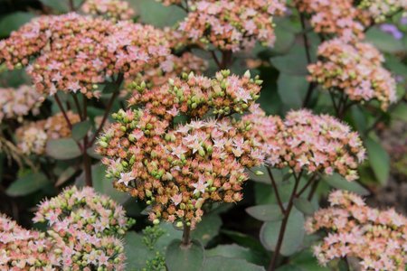 Sedum in gardening garden. Blooming flowers in garden. Natural blooming background. Closeup.の写真素材