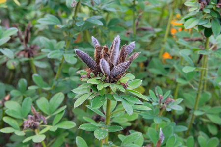 Baptisia plant pods. False Indigo seed pods. Puffy, oblong seed pods with a sharp tip at the apex develop.の写真素材