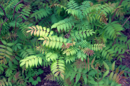 Bush with young leaves in the forest. View from above. Green leaves in spring. Nature pattern.の写真素材