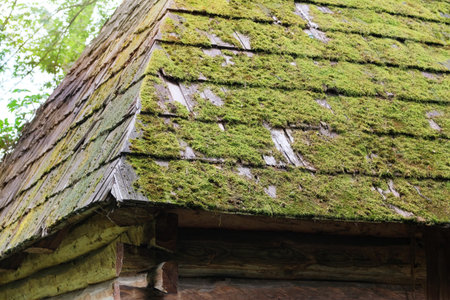 Wooden roof with moss on top. Old wooden tiles covered by moss. Green moss and dried dead leaves on roof.の写真素材