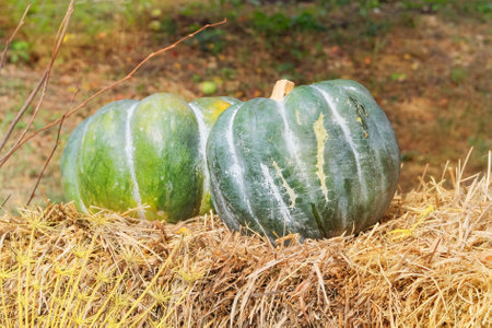 Decorative pumpkins from autumn festival. Halloween decor with various pumpkins. Autumn vegetables. Harvest and garden decoration.の写真素材