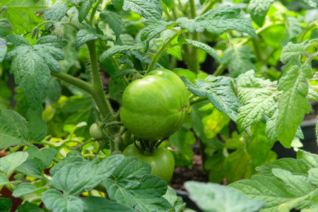 Green tomatoes is growing in rustic garden. Tomatoes in farming. Vitamin vegetables. Vegan...