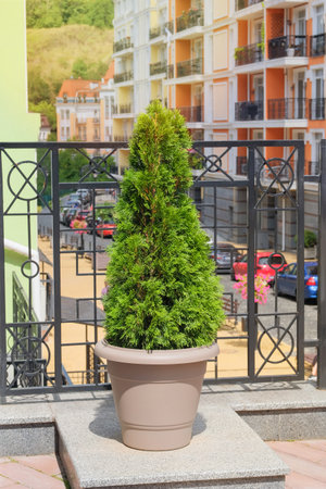 Cypress in large outdoor pot. Thuja occidentalis danica in container. Coniferous tree. Landscape design in city in summer. Sunny.の写真素材