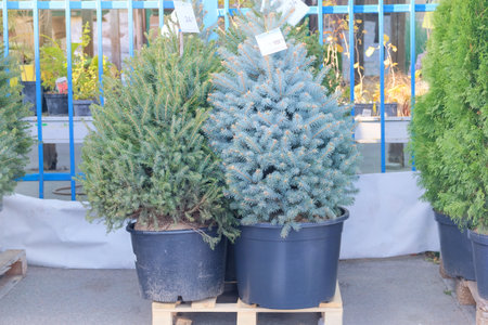 Christmas tree seedlings are sold in store. Potted evergreen tree seedlings. Seedlings of coniferous...