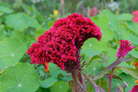 Celosia cristata in meadow. Ornamental plant. Grows well in sunny and shaded areas. Cottage garden.