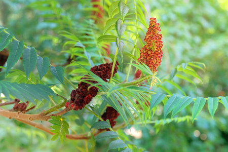 Rhus typhina in gardening. Tree is blooming. Cottage garden. Stag horn sumac. Small tree that grows...