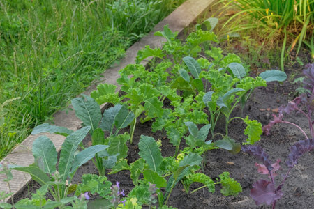 Cabbage and kale salad seedlings are planted in village garden. Growing cabbage in farm garden. Gardening. Sunny day.の写真素材