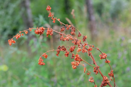 Cottage garden. Plant grows in meadow. Cultivated plants.の写真素材