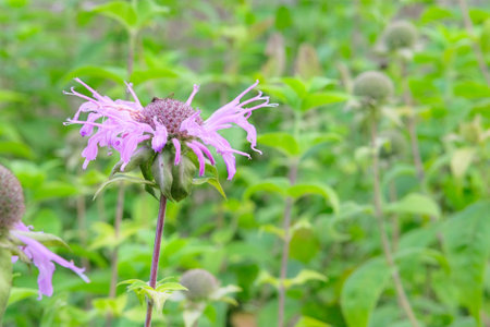 Monarda fistulosa is growing in garden. Purple plant. Green bush in country garden. Cultivated for its romantic flowers.の写真素材